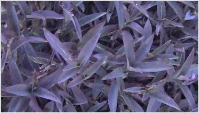紫鸭跖草该怎么种植？技术要点有哪些 | 妙招大全