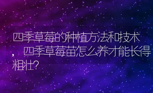 四季草莓的种植方法和技术,四季草莓苗怎么养才能长得粗壮？ | 养殖科普