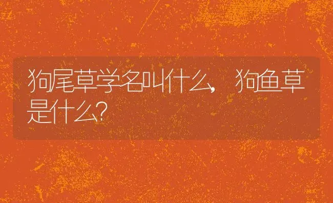 狗尾草学名叫什么,狗鱼草是什么？ | 养殖科普