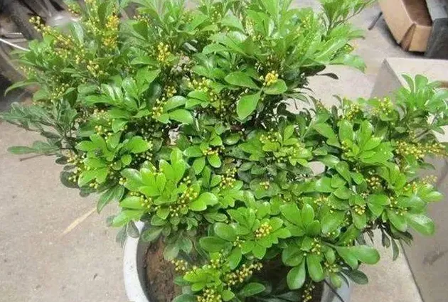 米兰花什么时候修剪比较合适,米兰花夏季的修剪方法图解？