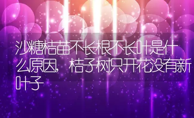 沙糖桔苗不长根不长叶是什么原因,桔子树只开花没有新叶子 | 养殖学堂