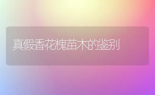 真假香花槐苗木的鉴别 | 养殖知识