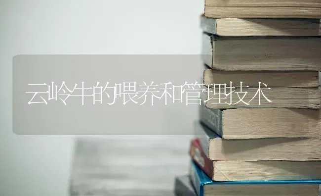 云岭牛的喂养和管理技术 | 养殖技术大全