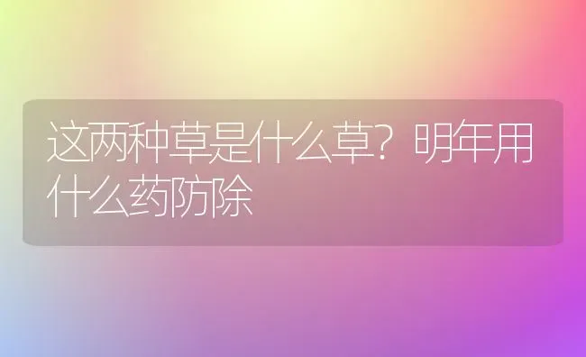 这两种草是什么草?明年用什么药防除 | 养殖技术大全