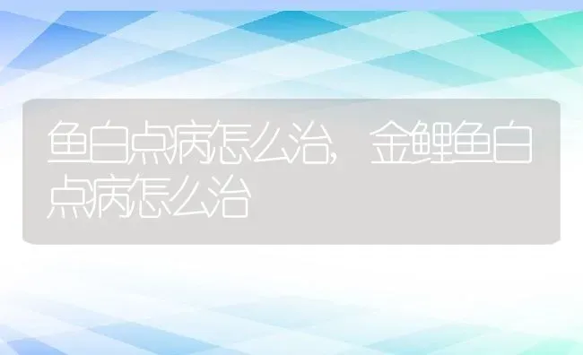 鱼白点病怎么治,金鲤鱼白点病怎么治 | 养殖科普