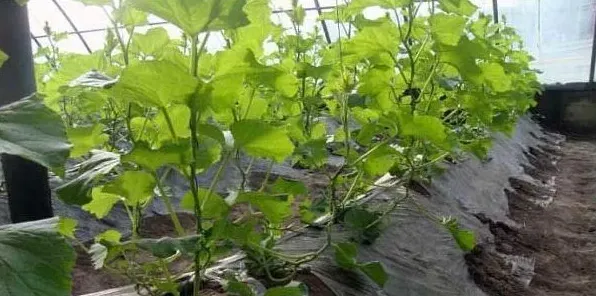 大棚哈密瓜的种植管理要点 | 实用知识
