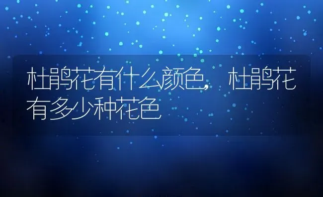 杜鹃花有什么颜色,杜鹃花有多少种花色 | 养殖学堂
