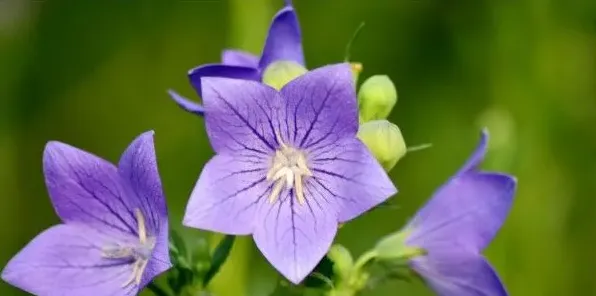 适合春节摆放的鲜花，腊梅花/桔梗花/蝴蝶兰/剑兰等 | 生活常识