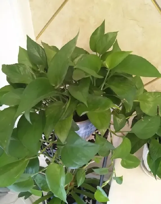 绿萝怎样施肥,绿萝该怎样浇水和施肥？