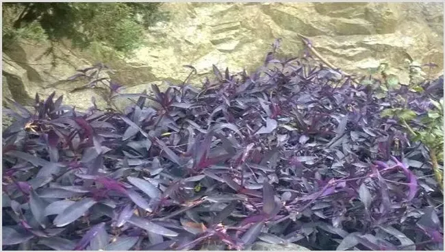 紫鸭跖草该怎么种植？技术要点有哪些 | 妙招大全