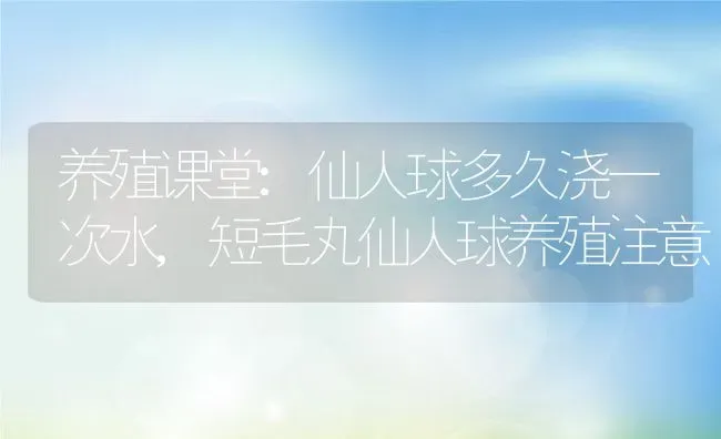 养殖课堂:仙人球多久浇一次水,短毛丸仙人球养殖注意 | 养殖学堂