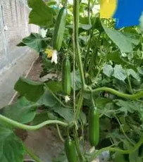 吃果实的蔬菜有哪些,蔬菜和水果中哪些是事物的果实？