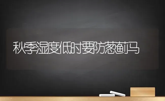 秋季湿度低时要防葱蓟马 | 养殖知识