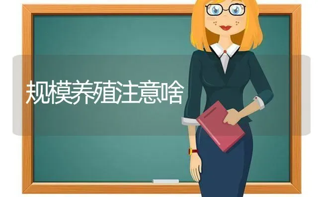 规模养殖注意啥 | 养殖知识