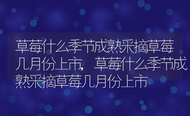 草莓什么季节成熟采摘草莓几月份上市,草莓什么季节成熟采摘草莓几月份上市 | 养殖科普