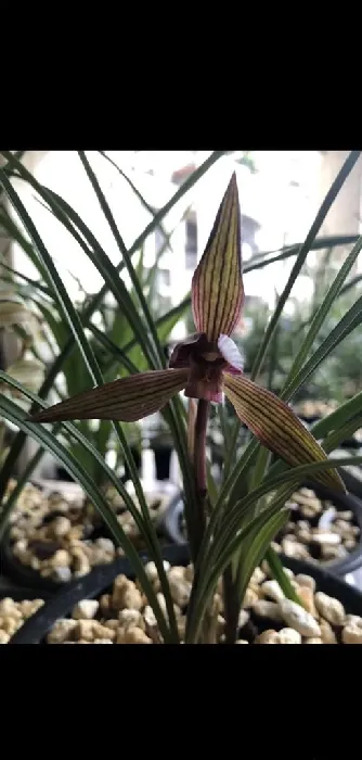 红宝石兰花是什么品种,红巴黎长寿花和非洲红宝石的区别？