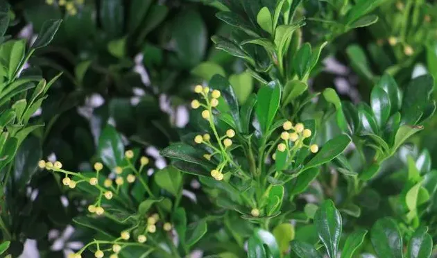 米兰花什么时候修剪比较合适,米兰花夏季的修剪方法图解？