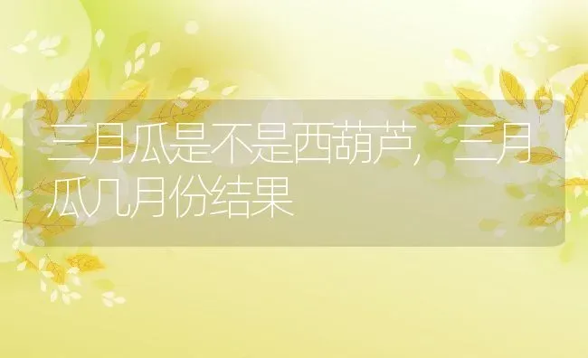 三月瓜是不是西葫芦,三月瓜几月份结果 | 养殖学堂