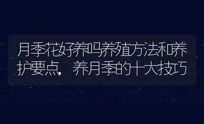 月季花好养吗养殖方法和养护要点,养月季的十大技巧 | 养殖学堂