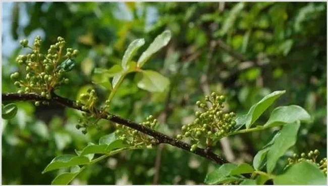 花椒树春季管理技术技巧 | 常识大全