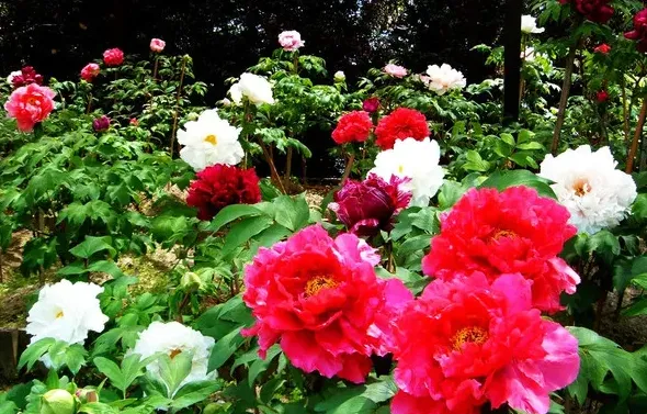 牡丹花什么时候种植最好,牡丹适合什么时候种植？
