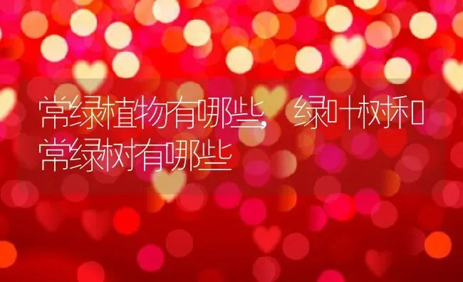 常绿植物有哪些,绿叶树和常绿树有哪些 | 养殖学堂