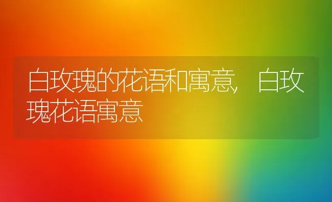 白玫瑰的花语和寓意,白玫瑰花语寓意 | 养殖学堂