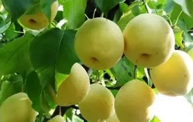 梨树的高效种植技术及注意事项介绍 | 常识大全