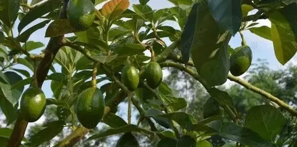 牛油果几年结果？牛油果五大种植步骤 | 生活妙招