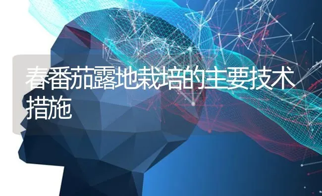 春番茄露地栽培的主要技术措施 | 养殖技术大全