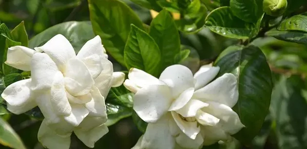 栀子花可以放在卧室吗,栀子花摘下来可以放在卧室吗？