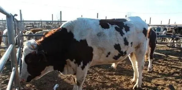 夏季提高肉牛养殖利润的方法 | 实用知识