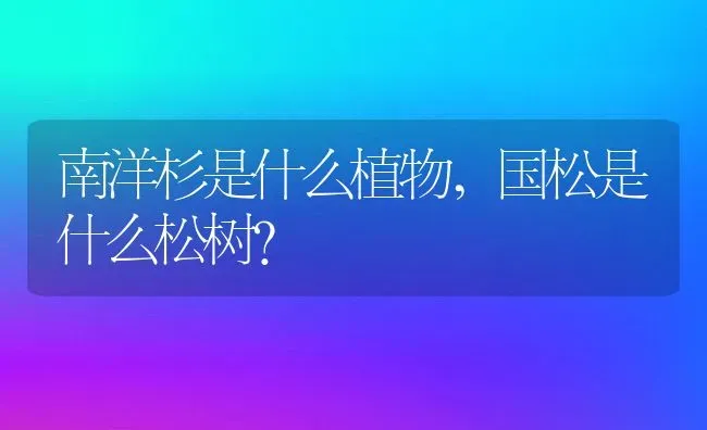 南洋杉是什么植物,国松是什么松树？ | 养殖科普