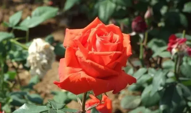 月季花的种子可以种吗,网上买的月季种子怎么才能出芽？