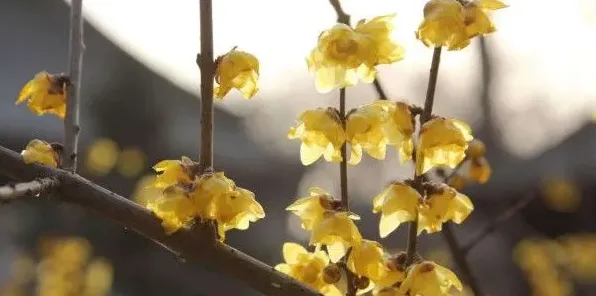 适合春节摆放的鲜花，腊梅花/桔梗花/蝴蝶兰/剑兰等 | 生活常识