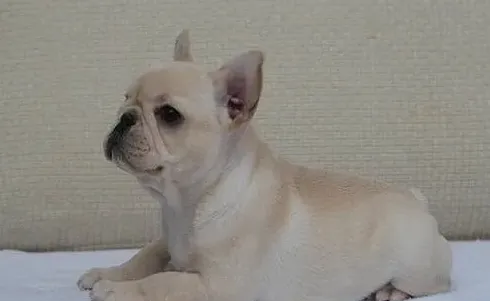 法斗最常见的死因,斗牛犬突然死亡会是什么病？