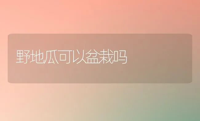 野地瓜可以盆栽吗 | 养殖技术大全