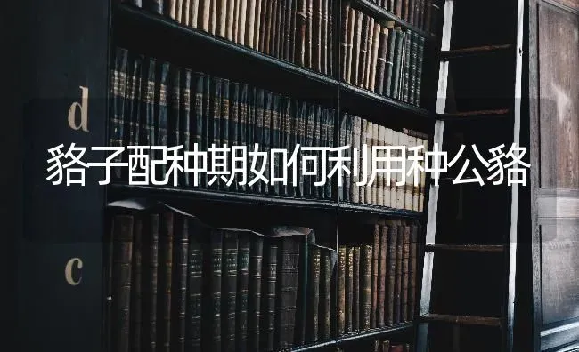 貉子配种期如何利用种公貉 | 养殖技术大全