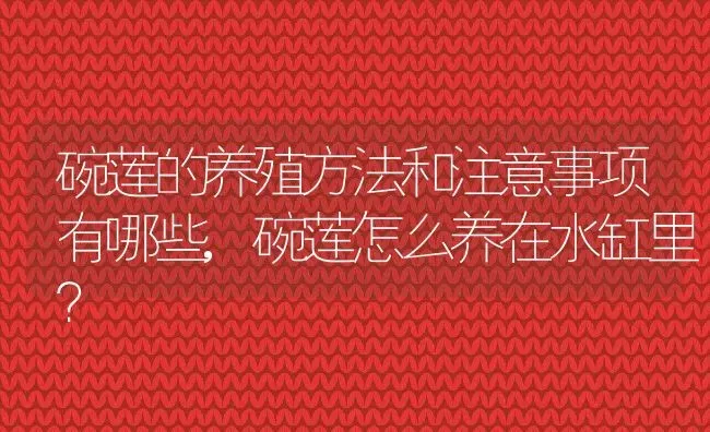 碗莲的养殖方法和注意事项有哪些,碗莲怎么养在水缸里？ | 养殖科普