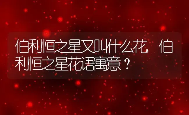 伯利恒之星又叫什么花,伯利恒之星花语寓意？ | 养殖科普