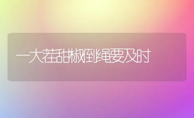 一大茬甜椒倒绳要及时 | 养殖知识