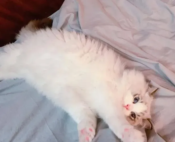 布偶猫眼色素1度到6度,布偶猫眼睛等级表？