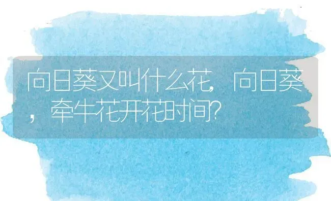 向日葵又叫什么花,向日葵，牵牛花开花时间？ | 养殖学堂