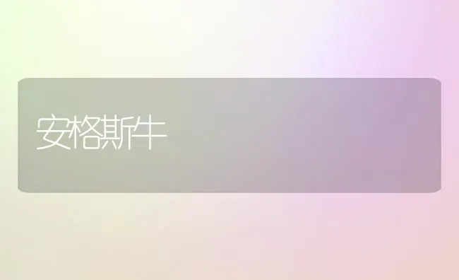 安格斯牛 | 养殖技术大全