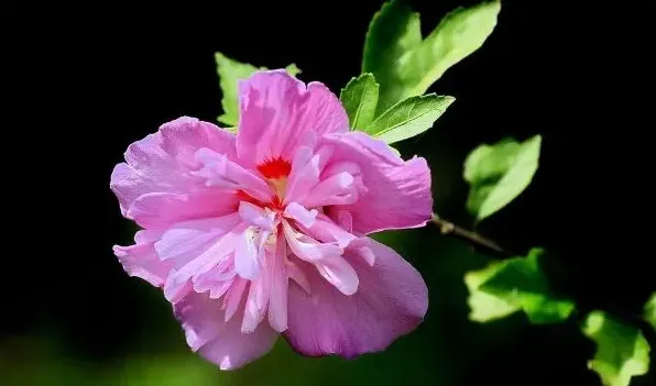 小木槿花苞发黄干枯 | 三农知识