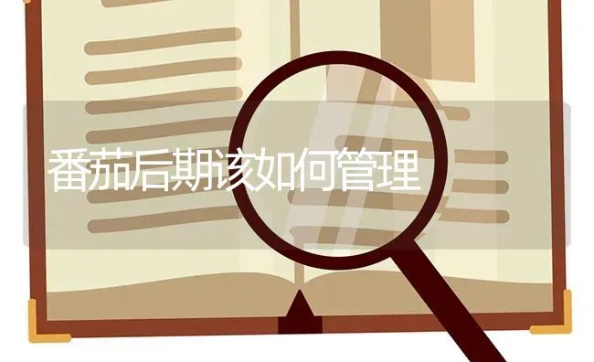 番茄后期该如何管理 | 养殖技术大全