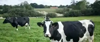 黑白花奶牛多少钱一头?怎样挑选? | 农广天地