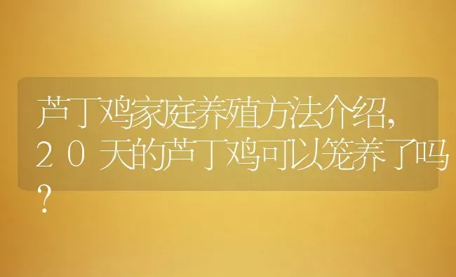 芦丁鸡家庭养殖方法介绍,20天的芦丁鸡可以笼养了吗？ | 养殖科普