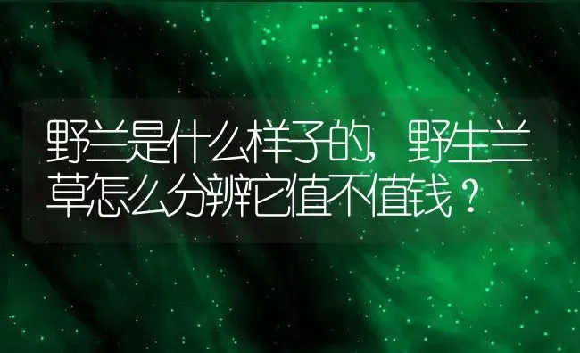 野兰是什么样子的,野生兰草怎么分辨它值不值钱？ | 养殖科普