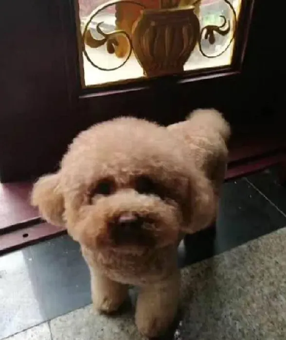 小泰迪最难养的阶段,泰迪犬多大才好养？